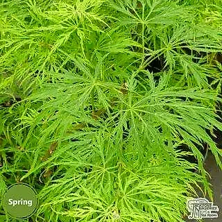 Buy Acer palmatum dissectum Viridis (Japanese Maple) online from Jacksons Nurseries
