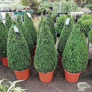 Buy Buxus sempervirens Cone (Common Box) online from Jacksons Nurseries