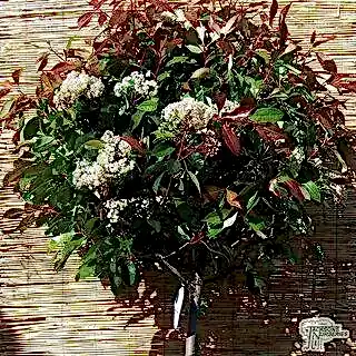 Buy Photinia x fraseri Red Robin Lollipop (Photinia) online from Jacksons Nurseries