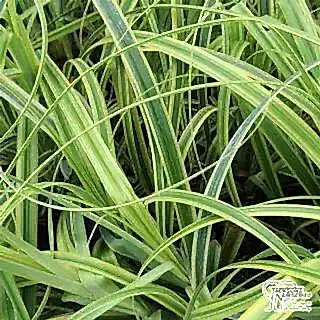 Buy Carex trifida Rekohu Sunrise (Sedge) online from Jacksons Nurseries.