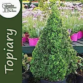 Buy Buxus sempervirens Pyramid (Pyramid Box) online from Jacksons Nurseries