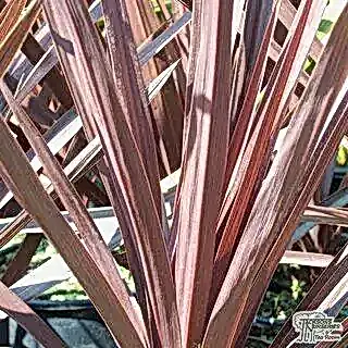 Buy Cordyline australis Red Star online from Jacksons Nurseries.