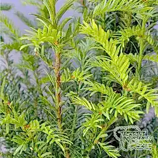 Buy yew hedging plants online from Jacksons Nurseries.