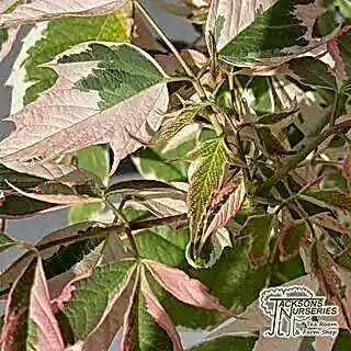 Buy Acer flamingo online from Jacksons Nurseries.