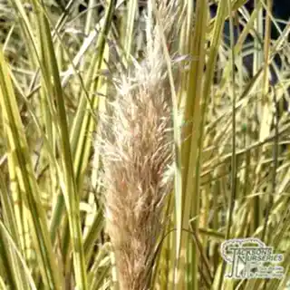 Buy Cortaderia selloana Splendid Star (Pampas Grass) online from Jacksons Nurseries.