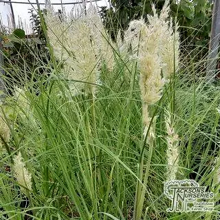Buy Cortaderia selloana 'Tiny Pampa' (Pampas Grass) online from Jacksons Nurseries.