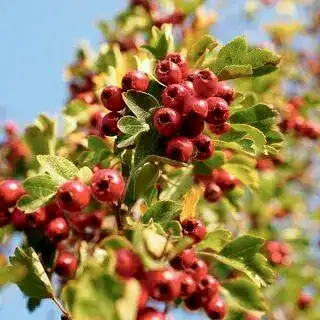 Buy Crataegus monogyna bare root