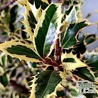 Buy Ilex aquifolium 'Handsworth New Silver' (Variegated Female Holly) online from Jacksons Nurseries.