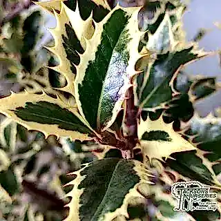 Buy Ilex aquifolium 'Handsworth New Silver' (Variegated Female Holly) online from Jacksons Nurseries.