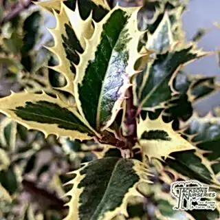 Buy Ilex aquifolium 'Handsworth New Silver' (Variegated Female Holly) online from Jacksons Nurseries.