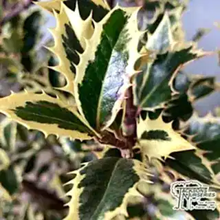 Buy Ilex aquifolium 'Handsworth New Silver' (Variegated Female Holly) online from Jacksons Nurseries.
