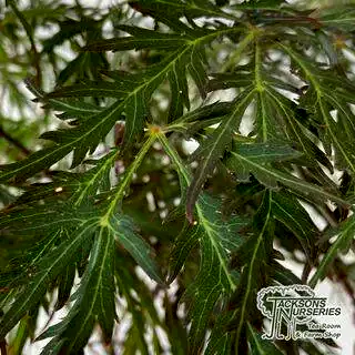 Buy Acer palmatum dissectum Crimson Princess (Japanese Maple) online from Jacksons Nurseries.