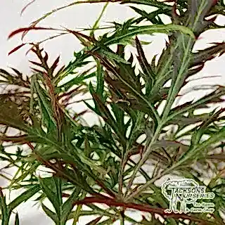 Buy Acer palmatum dissectum Garnet (Japanese Maple) online from Jacksons Nurseries.