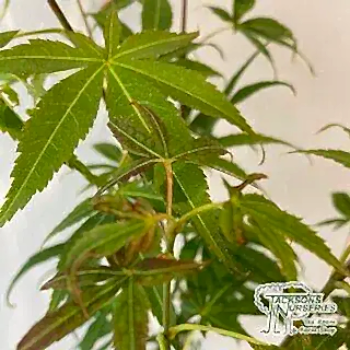 Buy Acer palmatum linearilobum (Japanese Maple) online from Jacksons Nurseries.