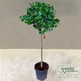 Buy Camellia japonica Red (Camellia) online from Jacksons Nurseries.
