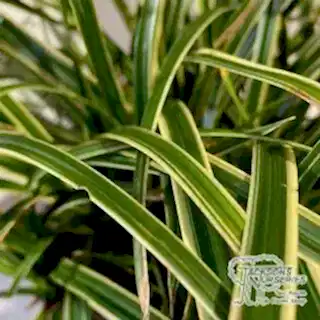 Buy Carex morrowii Ice Dance (Sedge) online from Jacksons Nurseries.