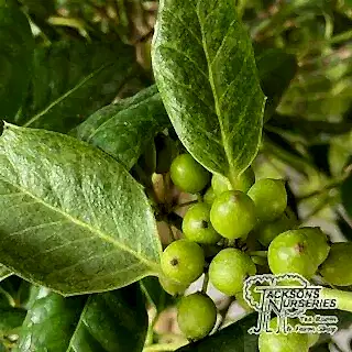 Buy Ilex nellie r stevens topiary lollipop (Holly) online from Jacksons Nurseries.