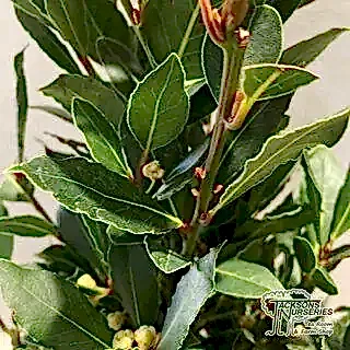 Buy Laurus nobilis Cone (Bay Laurel) online from Jacksons Nurseries.