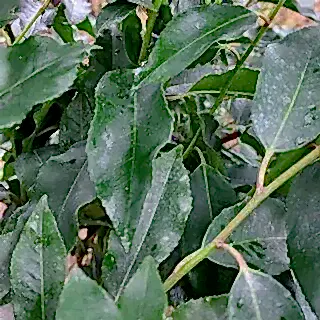 Buy Prunus lusitanica (Portuguese Laurel) online from Jacksons Nurseries.