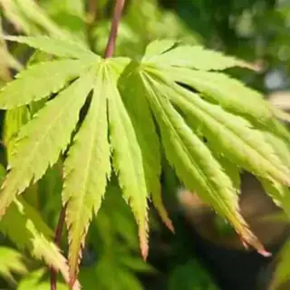Acer palmatum Cascade Emerald