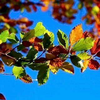 Buy  Fagus sylvatica Bare Root