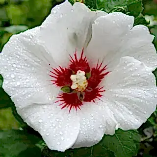 Hibiscus Red Heart