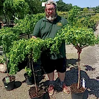 Robinia Twisty Baby 60-80cm Stem 4