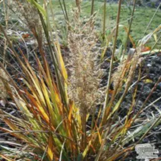 Buy Calamagrostis brachytricha (Korean Feather Reed Grass) online from Jacksons Nurseries.