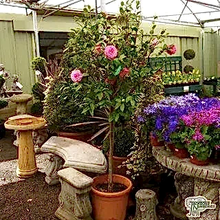 Buy Camellia japonica Pink/Red online from Jacksons Nurseries