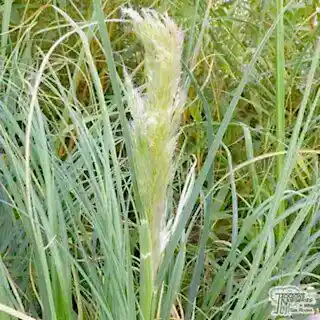 Buy Cortaderia selloana Pumila at Jacksons Nurseries