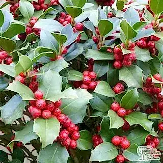 Buy Ilex aquifolium online from Jacksons Nurseries.
