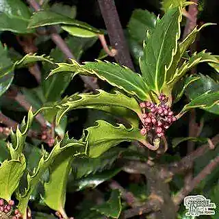 Buy Ilex x meserveae Blue Prince (Male Holly) online from Jacksons Nurseries.