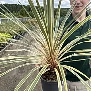 Cordyline Torbay Dazzler 3 litre actual plant Luke to side