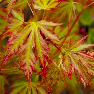 Acer palmatum Orange Lace