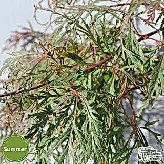 Buy Acer palmatum dissectum 'Baldsmith'  (Japanese Maple) online from Jacksons Nurseries