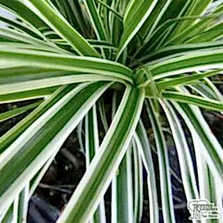 Buy Carex oshimensis 'Everest' online from Jacksons Nurseries