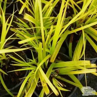 Buy Carex oshimensis 'Everillo' online from Jacksons Nurseries