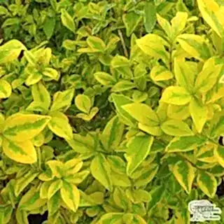 Buy Ligustrum ovalfolium Aureum Golden Privet Bare Root online from Jacksons Nurseries
