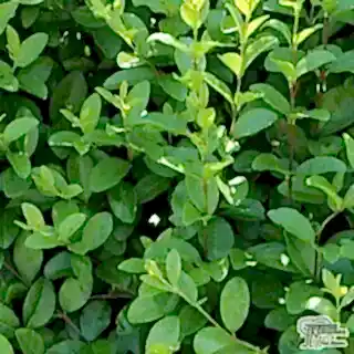 Buy Ligustrum ovalfolium Common Green Privet Bare Root online from Jacksons Nurseries