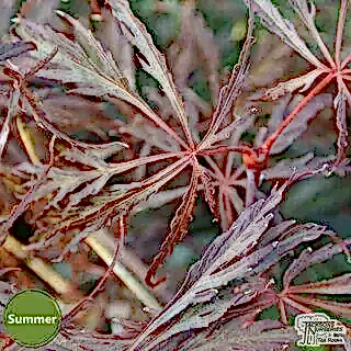Buy Acer palmatum dissectum Crimson Queen (Japanese Maple) online from Jacksons Nurseries