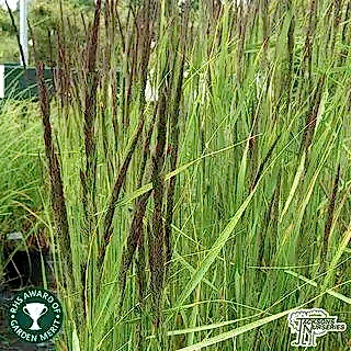 Buy Calamagrostis x acutiflora 'Karl Foerster' (Feather Reed Grass) online from Jacksons Nurseries.