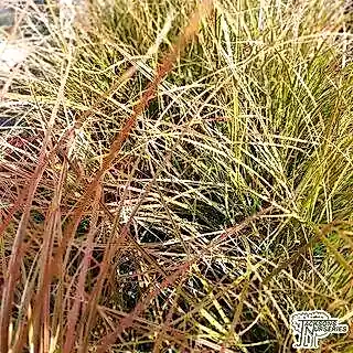 Buy Carex testacea 'Prairie Fire' (Orange New Zealand Sedge) online from Jacksons Nurseries