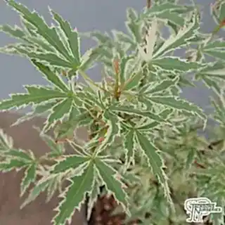 Buy Acer palmatum Butterfly(Japanese Maple) online from Jacksons Nurseries.