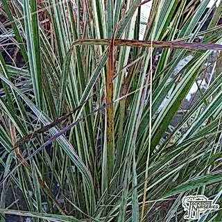 Buy Calamagrostis  x acutiflors 'Overdam' (Feather Reed-Grass) online from Jacksons Nurseries
