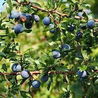 Buy Prunus spinosa Bare Root