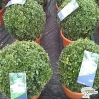 Buy Buxus sempervirens Ball (Common Box) online from Jacksons Nurseries.