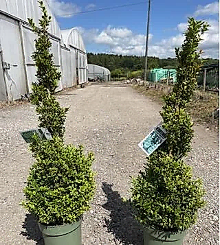 Buxus Sempervirens Spirals Need TLC 80cm pair